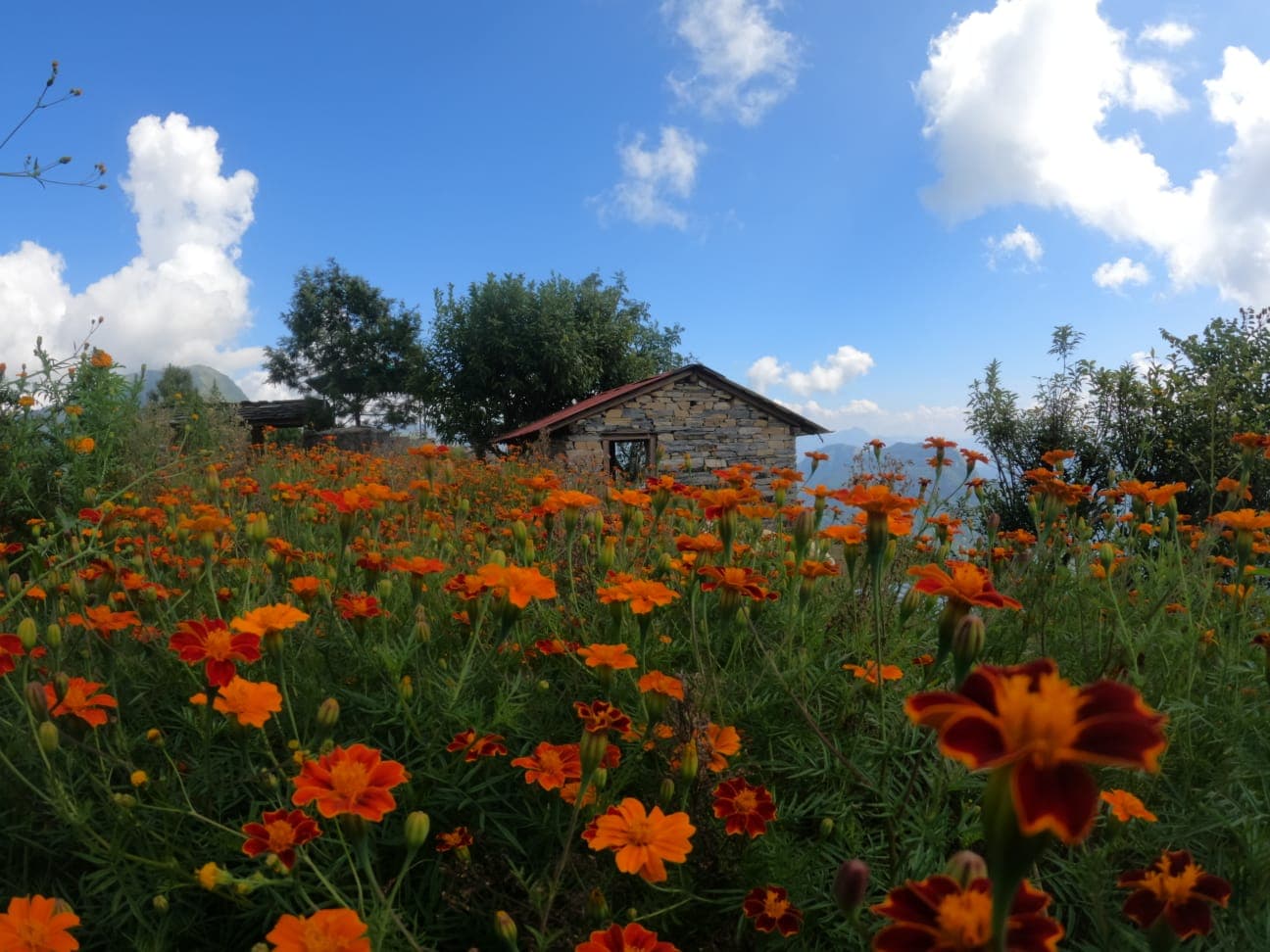 Stone-and-mud cottage with marigolds at Shama Basecamp
